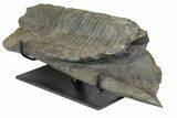 Hadrosaur (Hypacrosaurus) Jaw Section with Stand - Montana #165903-1